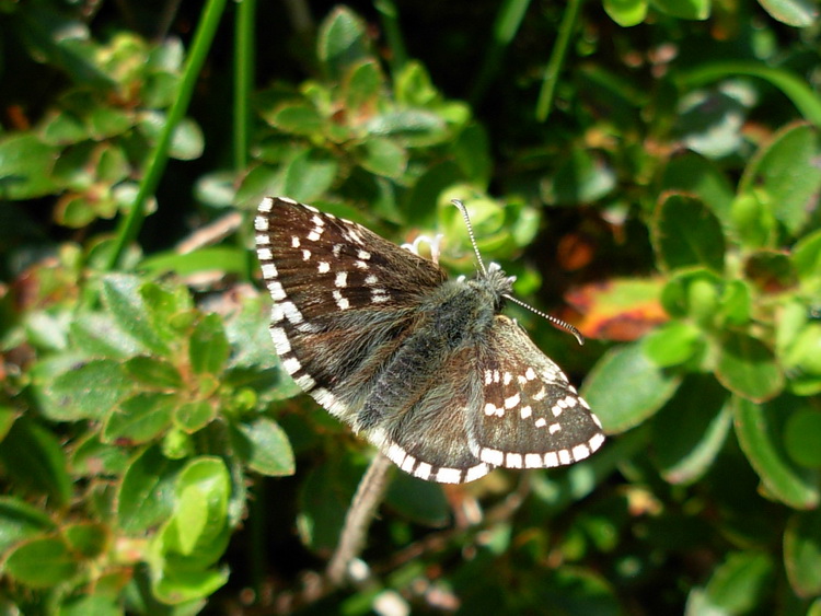 Pyrgus andromedae?